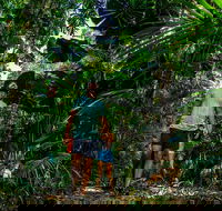 Full Day Daintree Rainforest and Mossman Gorge Tour - Accommodation Mermaid Beach