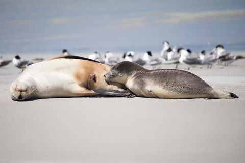 Kangaroo Island Luxury Small Group 'Island Life' Full Day Tour - Accommodation Mermaid Beach 5