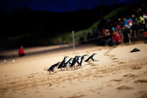 2-Day Great Ocean Road, Mornington Peninsula And Phillip Island Tour - Accommodation Mermaid Beach 1