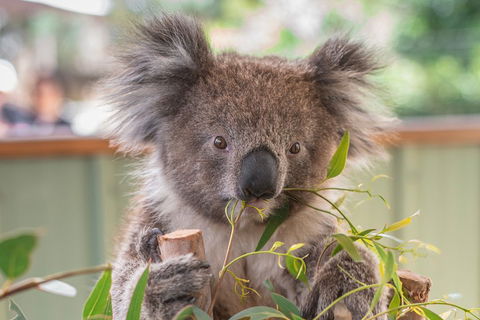 2-Day Great Ocean Road, Mornington Peninsula And Phillip Island Tour - Accommodation Mermaid Beach 2