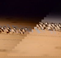 Phillip Island Penguin Parade Express Tour from Melbourne - Accommodation Mermaid Beach