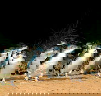 Puffing Billy Moonlit Sanctuary  Penguins Day Tour - Accommodation Mermaid Beach