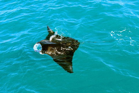 Roebuck Bay Snubfin Dolphin Cruise - Accommodation Mermaid Beach 5