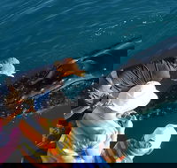 AOC Whale Watching from Broome - Accommodation Mermaid Beach