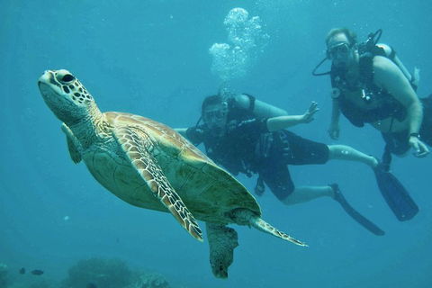 Ocean Freedom Great Barrier Reef Personal Luxury Snorkel & Dive Cruise, Cairns - Accommodation Mermaid Beach 4