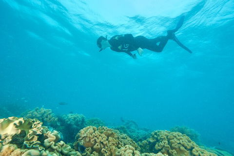 Ocean Freedom Great Barrier Reef Personal Luxury Snorkel & Dive Cruise, Cairns - Accommodation Mermaid Beach 5
