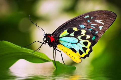 Australian Butterfly Sanctuary - Accommodation Mermaid Beach 4