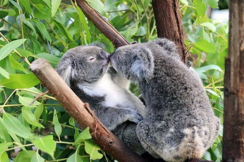 Classic Kuranda By Skyrail And Scenic Railway Including Rainforestation, Koala And Wildlife Park And Pamagirri Aboriginal Experi - Accommodation Mermaid Beach 3