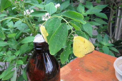 Australian Butterfly Sanctuary- Virtual Interactive Tour With Private Guide - Accommodation Mermaid Beach 0