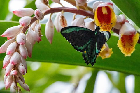 Australian Butterfly Sanctuary- Virtual Interactive Tour With Private Guide - Accommodation Mermaid Beach 2