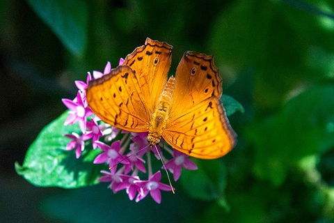 Australian Butterfly Sanctuary- Virtual Interactive Tour With Private Guide - Accommodation Mermaid Beach 3