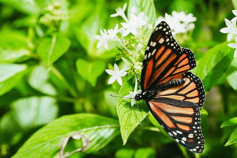 Australian Butterfly Sanctuary- Virtual Interactive Tour With Private Guide - Accommodation Mermaid Beach 4