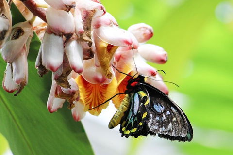 Australian Butterfly Sanctuary- Virtual Interactive Tour With Private Guide - Accommodation Mermaid Beach 5