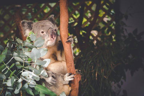 Small-Group Blue Mountains Day Trip From Sydney With Wildlife Park - Accommodation Mermaid Beach 2
