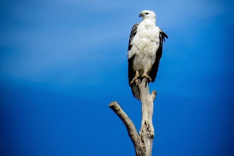 Kangaroo Island 75-Minute Ocean Safari - Accommodation Mermaid Beach 0