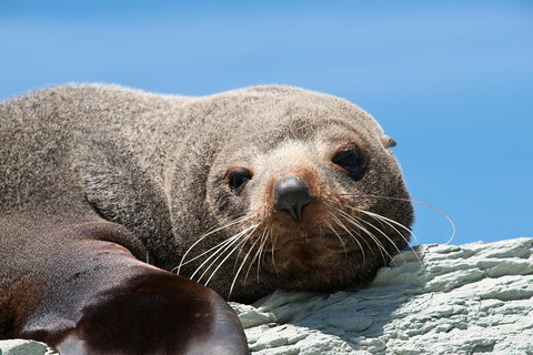 Kangaroo Island 75-Minute Ocean Safari - Accommodation Mermaid Beach 1