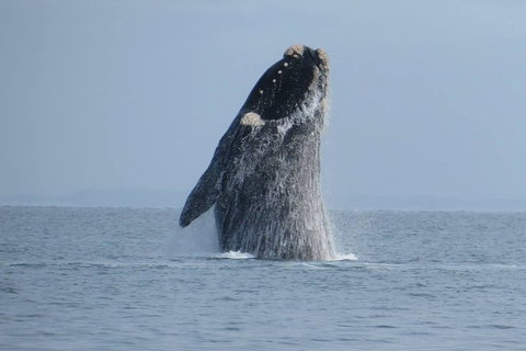 Kangaroo Island 75-Minute Ocean Safari - Accommodation Mermaid Beach 2