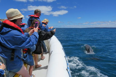 Kangaroo Island 75-Minute Ocean Safari - Accommodation Mermaid Beach 3