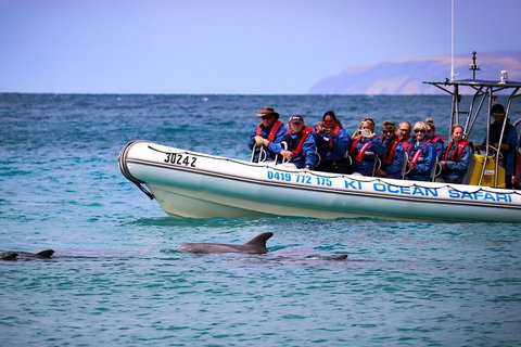Kangaroo Island 75-Minute Ocean Safari - Accommodation Mermaid Beach 4