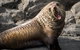 Kangaroo Island 75-Minute Ocean Safari - thumb 5