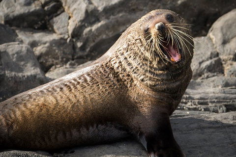 Kangaroo Island 75-Minute Ocean Safari - Accommodation Mermaid Beach 5