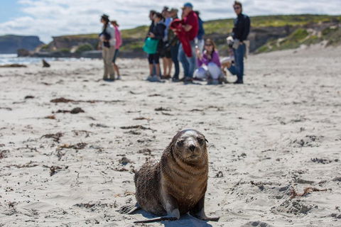 Kangaroo Island In A Day Tour From Adelaide - Accommodation Mermaid Beach 0