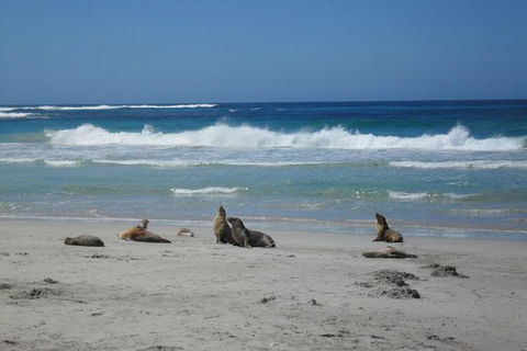 Kangaroo Island In A Day Tour From Adelaide - Accommodation Mermaid Beach 1