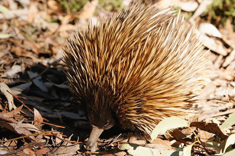 Kangaroo Island In A Day Tour From Adelaide - Accommodation Mermaid Beach 2