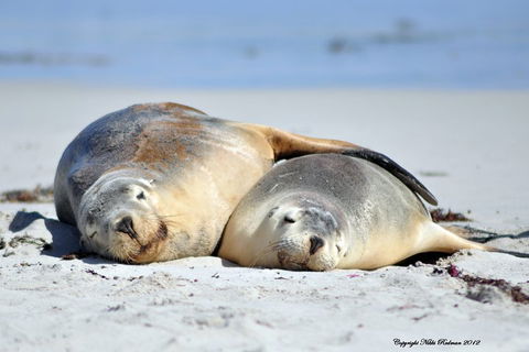 NEW TOUR - Kangaroo Island Road To Recovery Tour (1 Day/1 Night) - Accommodation Mermaid Beach 1