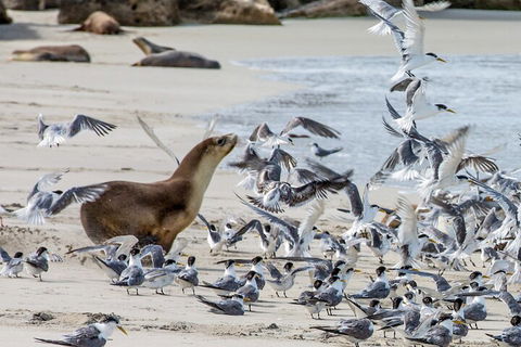 Full-Day Kangaroo Island Experience Departing From Kangaroo Island - Accommodation Mermaid Beach 1