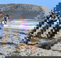 Full day Seal Bay Experience departing from Kangaroo Island - Accommodation Mermaid Beach