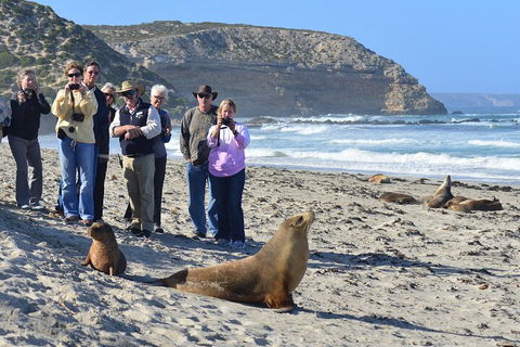 Full Day Seal Bay Experience Departing From Kangaroo Island - Accommodation Mermaid Beach 0