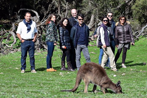 Full Day Seal Bay Experience Departing From Kangaroo Island - Accommodation Mermaid Beach 3