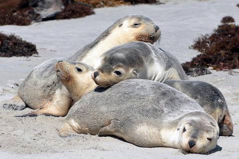 Small-Group Kangaroo Island 4WD Tour From Adelaide - Accommodation Mermaid Beach 1