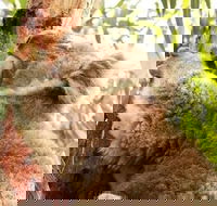 Small-Group Phillip Island Day Trip from Melbourne - Accommodation Mermaid Beach