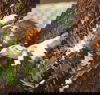 Melbourne City Tour and Phillip Island in One Day - Accommodation Mermaid Beach