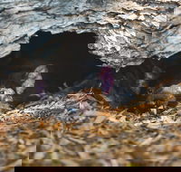 Private Tour Phillip Island Penguin Parade and Moonlit Sanctuary Conservation Park from Melbourne - Accommodation Mermaid Beach