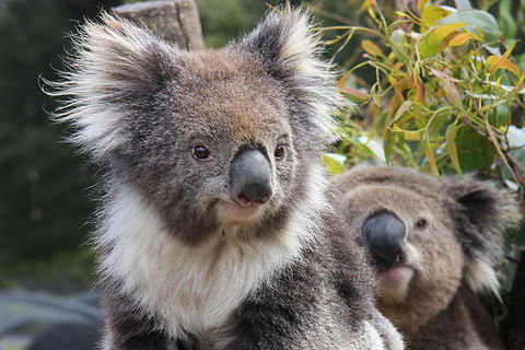 Kuranda Koala Gardens And Birdworld Admission Tickets - Accommodation Mermaid Beach 0