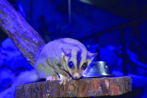 Kuranda Koala Gardens And Birdworld Admission Tickets - Accommodation Mermaid Beach 1