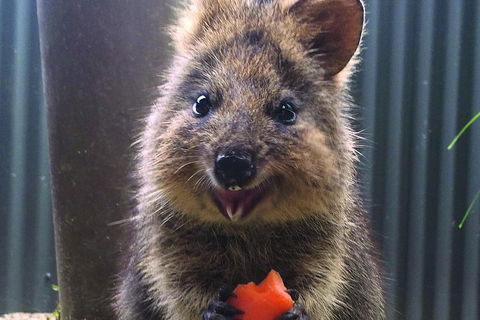 Kuranda Koala Gardens And Birdworld Admission Tickets - Accommodation Mermaid Beach 2