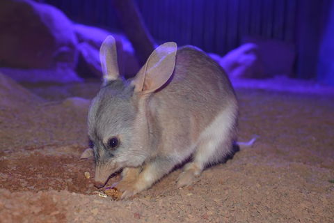 Kuranda Wildlife Experience Three Attraction Pass - Accommodation Mermaid Beach 0