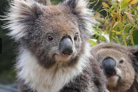 Kuranda Koala Gardens General Entry Ticket - Accommodation Mermaid Beach 1
