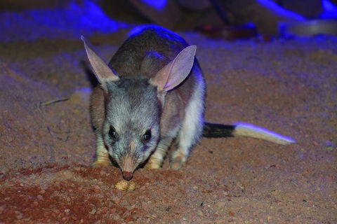 Kuranda Koala Gardens General Entry Ticket - Accommodation Mermaid Beach 3
