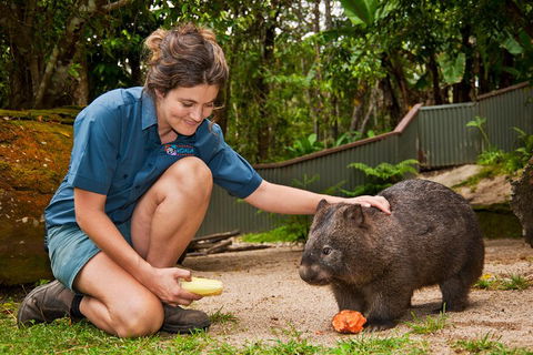 Kuranda Koala Gardens General Entry Ticket - Accommodation Mermaid Beach 4