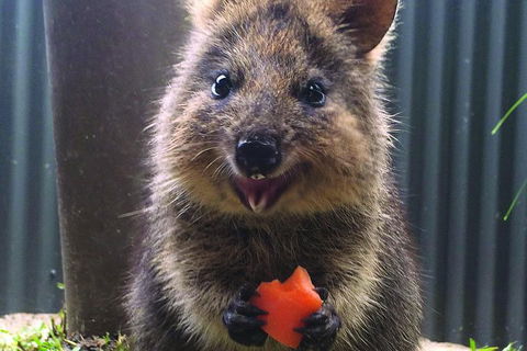Kuranda Koala Gardens General Entry Ticket - Accommodation Mermaid Beach 5