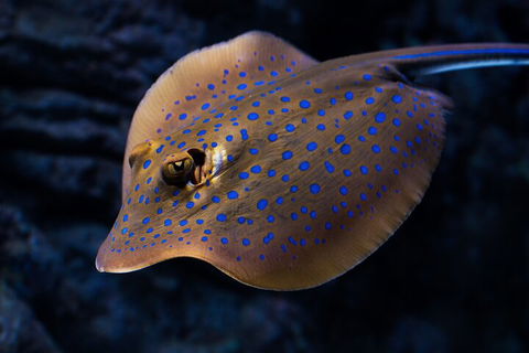 Cairns Aquarium Tour By Twilight With Drink And Appetiser - Accommodation Mermaid Beach 0