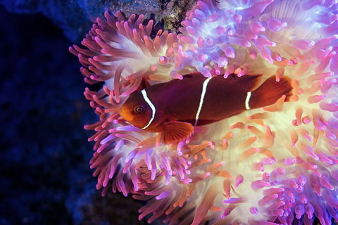 Cairns Aquarium Tour By Twilight With Drink And Appetiser - Accommodation Mermaid Beach 5