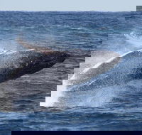Whale Watching by Sea World Cruises - Accommodation Mermaid Beach