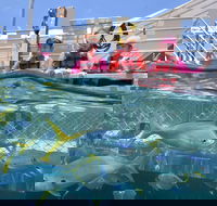 Outer Reef Pontoon Experience from Cairns - Accommodation Mermaid Beach