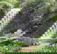 Private Daintree and Cape Tribulation Tour from Port Douglas - Accommodation Mermaid Beach